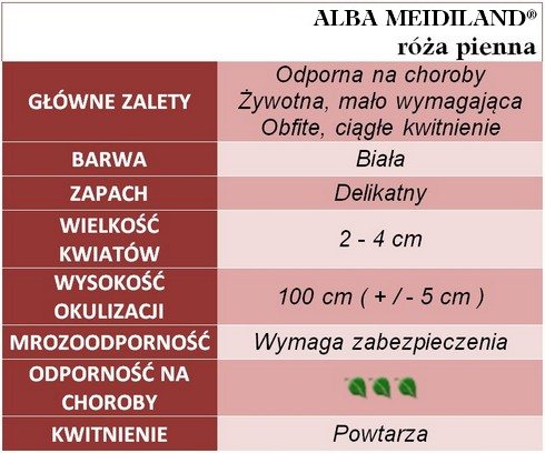 Alba Meidiland róże pienne